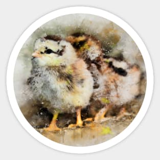 Two chicks just hatched Sticker